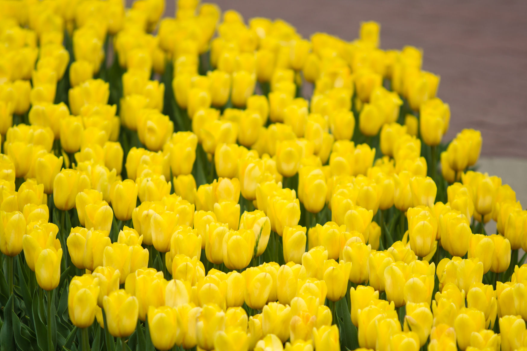 84th ANNUAL TULIP TIME